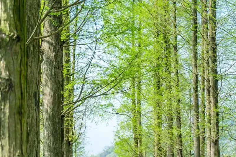 赶紧种草吧！上海周边宝藏级房车露营地推荐—杭州沐心岛房车度假营