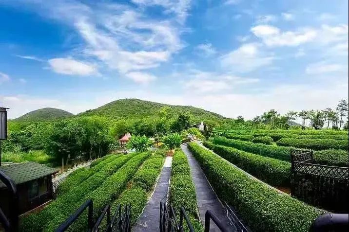 【露营地推荐】房车之旅还能体验特色茶园温泉?!听说还可以放烟花?又是一个意想不到的狂喜! 【露营地推荐】房车之旅还能体验特色茶园温泉?!听说还可以放烟花?又是一个意想不到的狂喜!